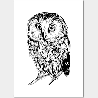 Line drawing - owl Posters and Art